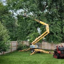 Best Root Management and Removal  in Las Maravillas, NM