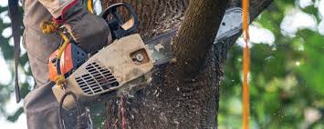 Best Lawn Watering Services  in Las Maravillas, NM