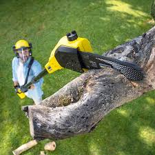 Best Tree Health Inspection  in Las Maravillas, NM
