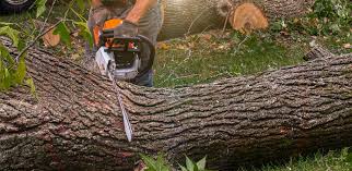 Las Maravillas, NM Tree Care Company
