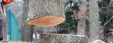 How Our Tree Care Process Works  in  Las Maravillas, NM