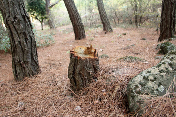 Best Root Management and Removal  in Las Maravillas, NM