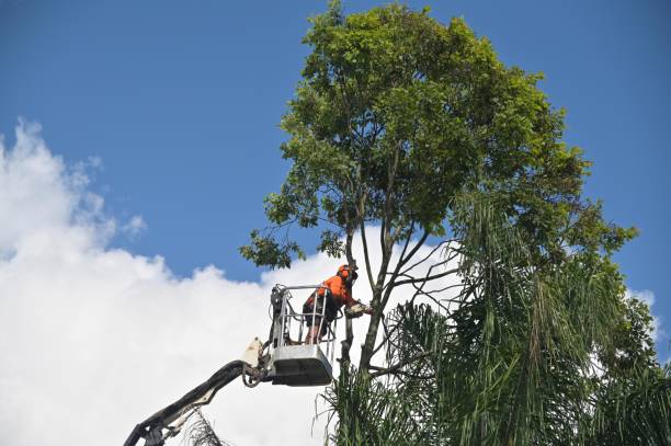 Best Aeration Services  in Las Maravillas, NM