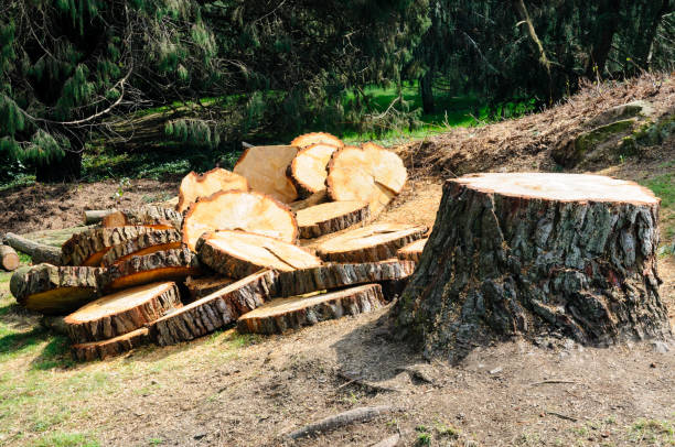 Best Stump Grinding and Removal  in Las Maravillas, NM